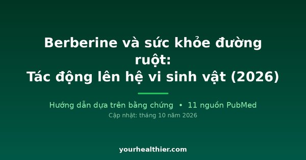 Berberine và sức khỏe đường ruột: Tác động lên hệ vi sinh vật (2026)