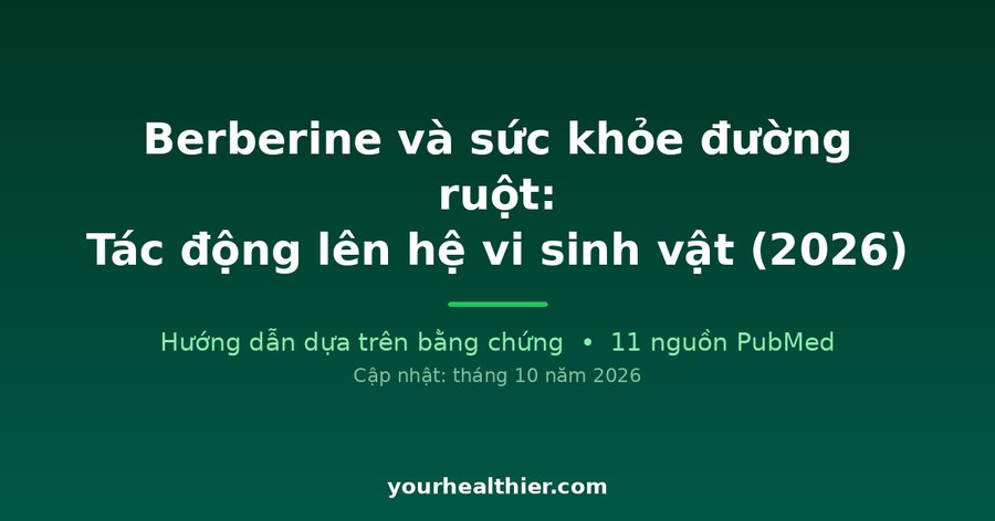 Berberine và sức khỏe đường ruột: Tác động lên hệ vi sinh vật (2026)