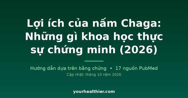 Lợi ích của nấm Chaga: Những gì khoa học thực sự chứng minh (2026)