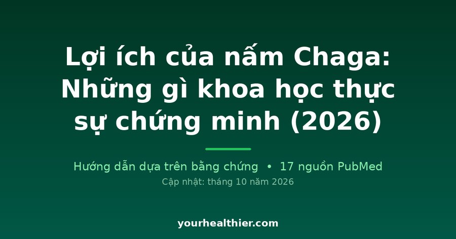 Lợi ích của nấm Chaga: Những gì khoa học thực sự chứng minh (2026)