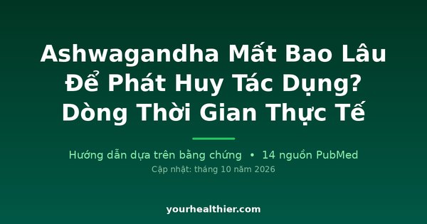 Ashwagandha Mất Bao Lâu Để Phát Huy Tác Dụng? Dòng Thời Gian Thực Tế