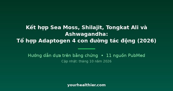 Kết hợp Sea Moss, Shilajit, Tongkat Ali và Ashwagandha: Tổ hợp Adaptogen 4 con đường tác động (2026)