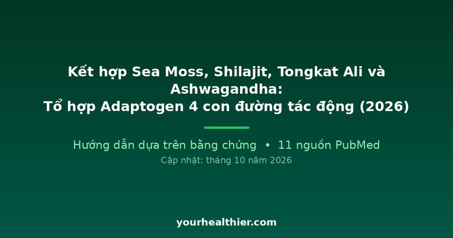 Kết hợp Sea Moss, Shilajit, Tongkat Ali và Ashwagandha: Tổ hợp Adaptogen 4 con đường tác động (2026)