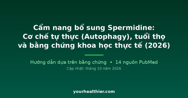 Cẩm nang bổ sung Spermidine: Cơ chế tự thực (Autophagy), tuổi thọ và bằng chứng khoa học thực tế (2026)