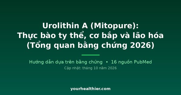Urolithin A (Mitopure): Thực bào ty thể, cơ bắp và lão hóa (Tổng quan bằng chứng 2026)