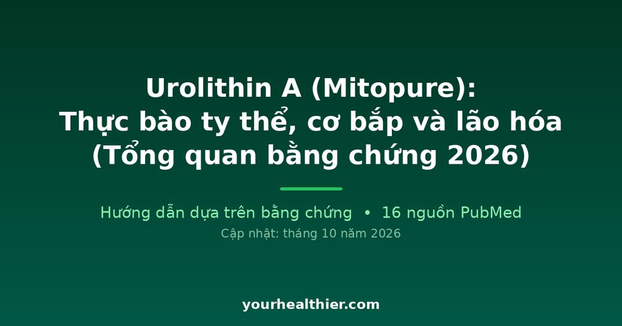 Urolithin A (Mitopure): Thực bào ty thể, cơ bắp và lão hóa (Tổng quan bằng chứng 2026)