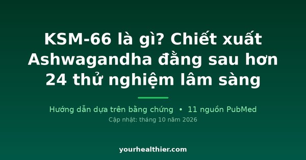 KSM-66 là gì? Chiết xuất Ashwagandha đằng sau hơn 24 thử nghiệm lâm sàng