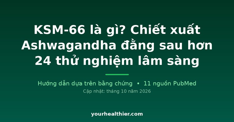 KSM-66 là gì? Chiết xuất Ashwagandha đằng sau hơn 24 thử nghiệm lâm sàng