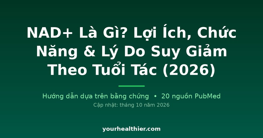 NAD+ Là Gì? Lợi Ích, Chức Năng & Lý Do Suy Giảm Theo Tuổi Tác (2026)